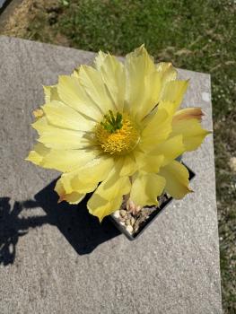 Echinocereus subinermis